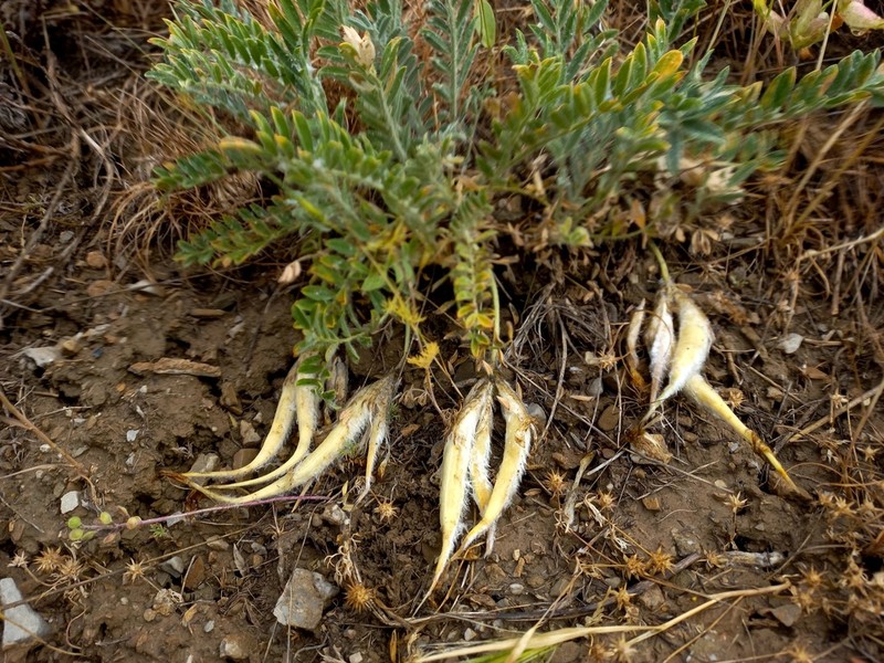Astragalus xipholobus photo 4