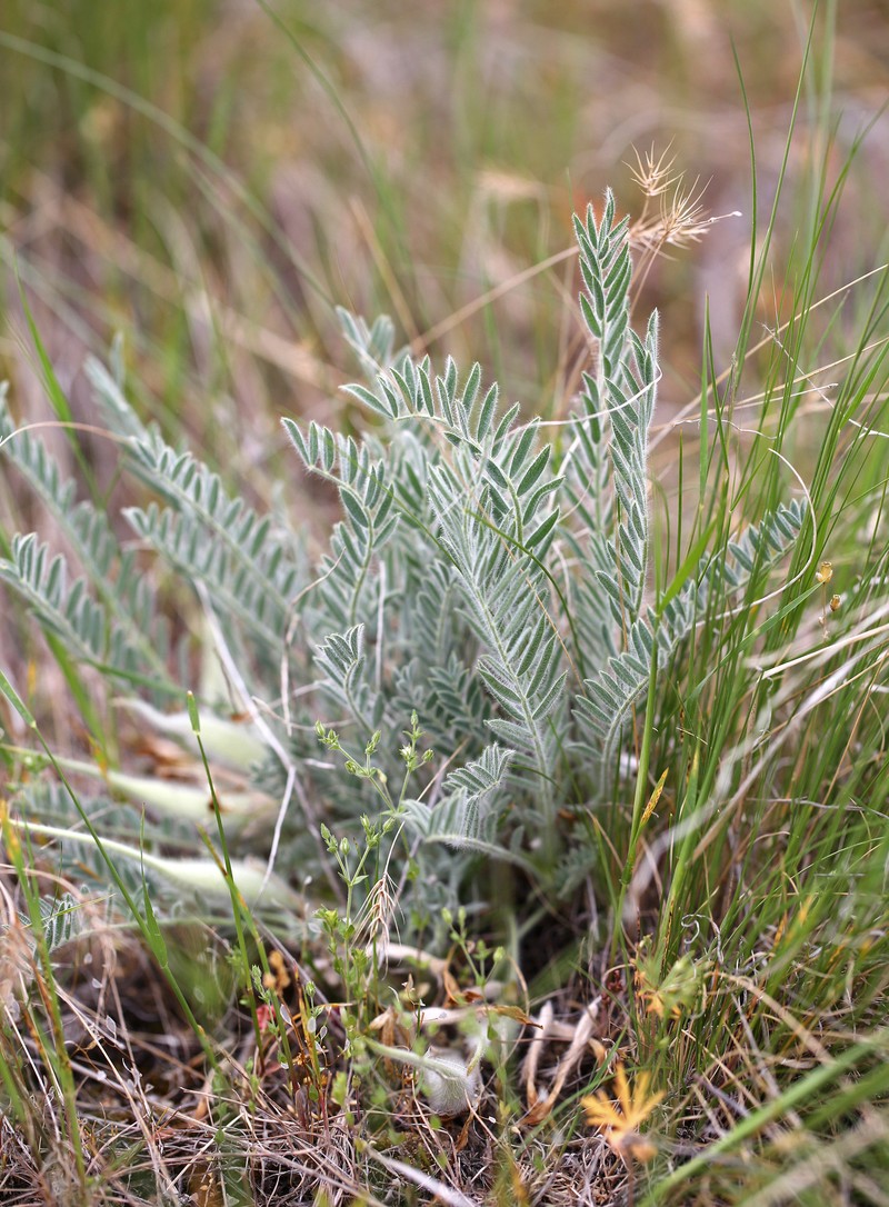 Astragalus xipholobus photo 6