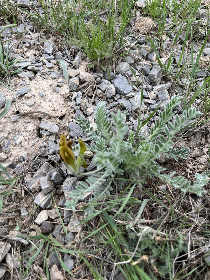 Astragalus xipholobus photo 7