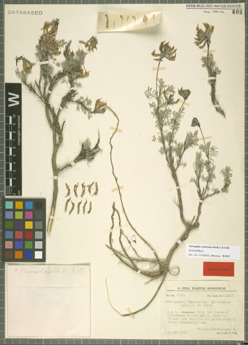 Astragalus xylocladus