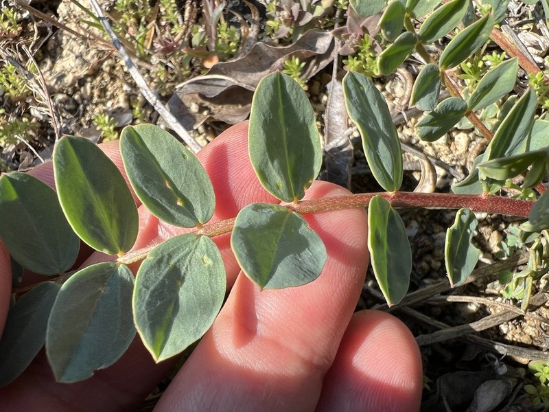 Astragalus yildirimlii