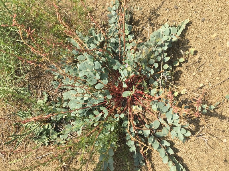 Astragalus yildirimlii photo 2