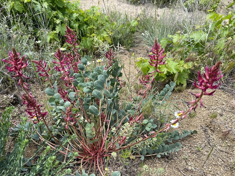 Astragalus yildirimlii photo 3