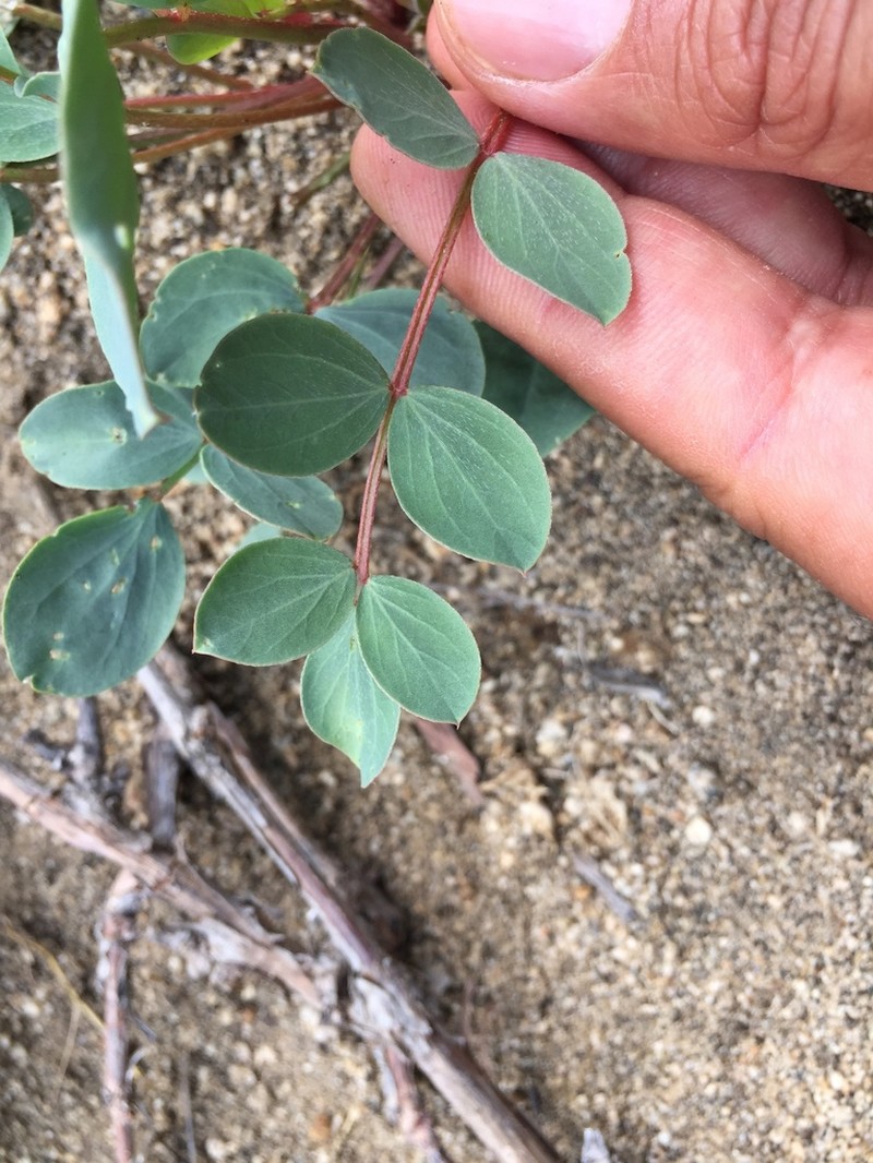 Astragalus yildirimlii photo 4