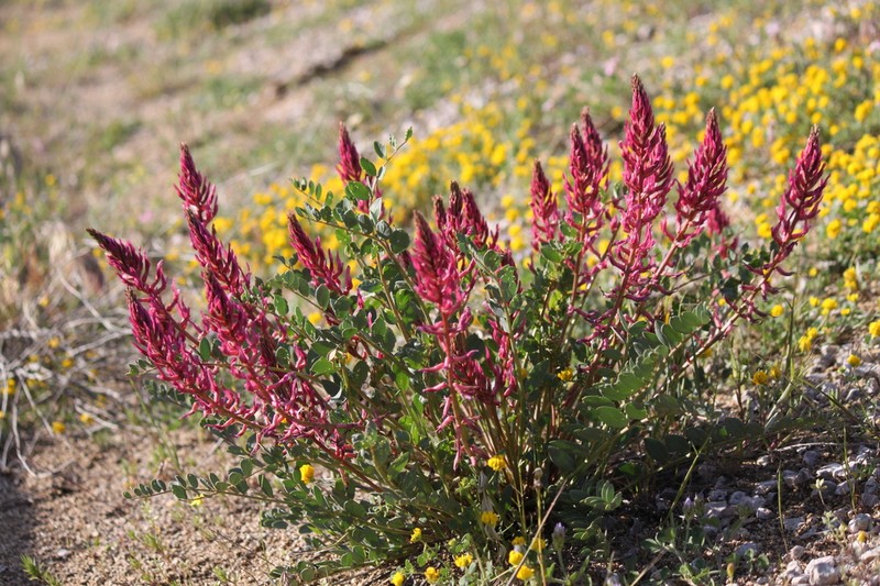 Astragalus yildirimlii photo 5