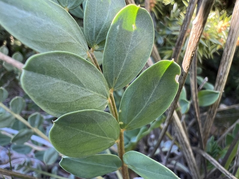 Astragalus yildirimlii photo 6