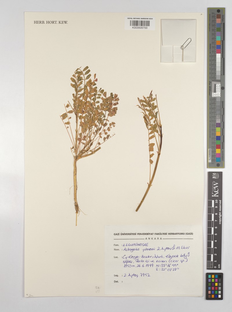 Astragalus yilmazii