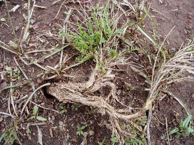 Osgood Mountain Milkvetch