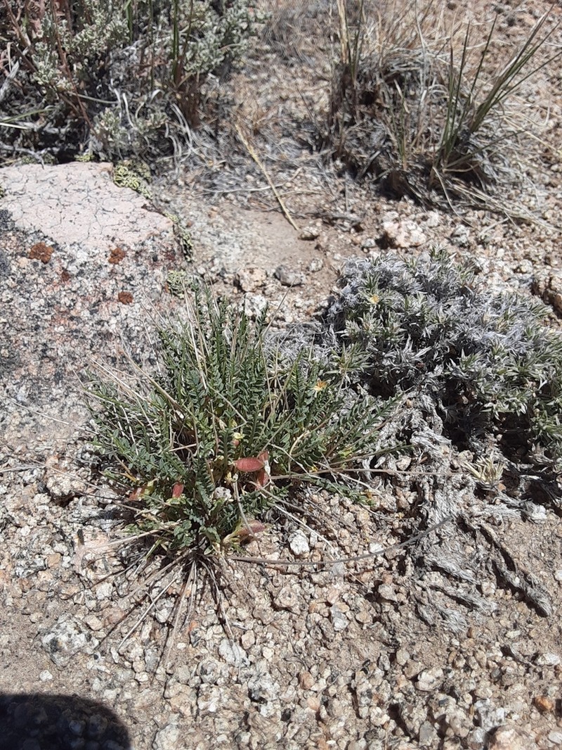 Osgood Mountain Milkvetch photo 3