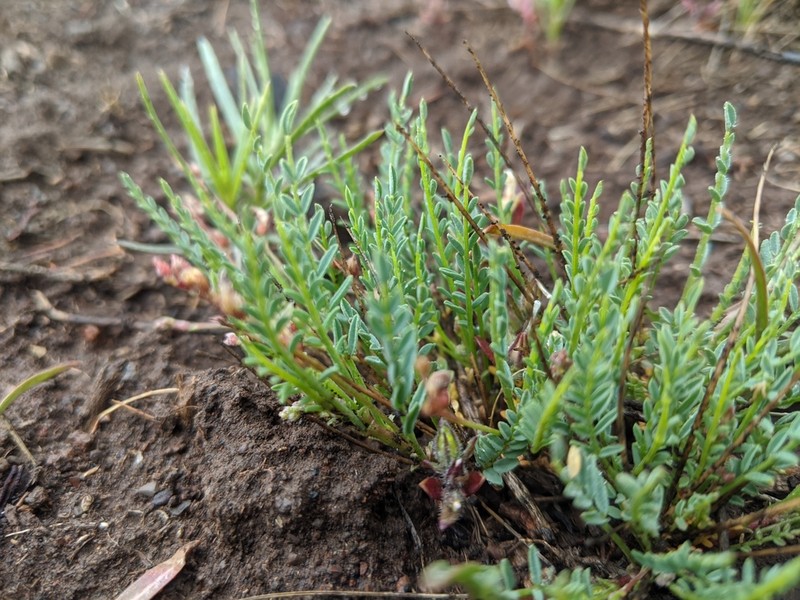 Osgood Mountain Milkvetch photo 4