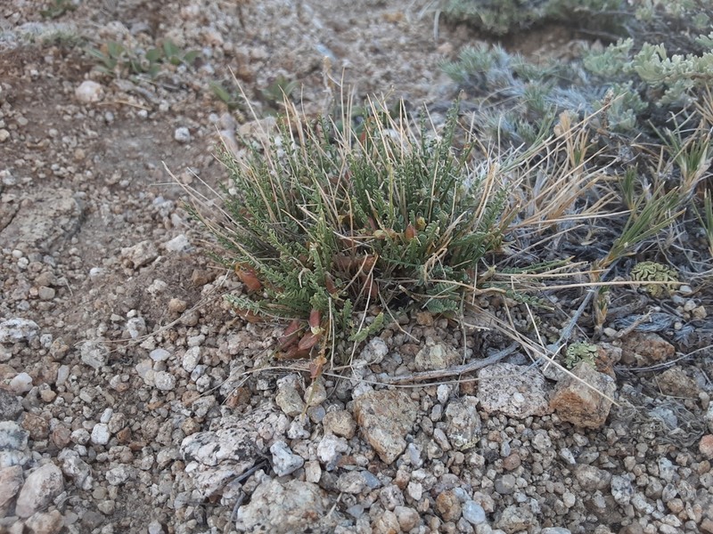 Osgood Mountain Milkvetch photo 5