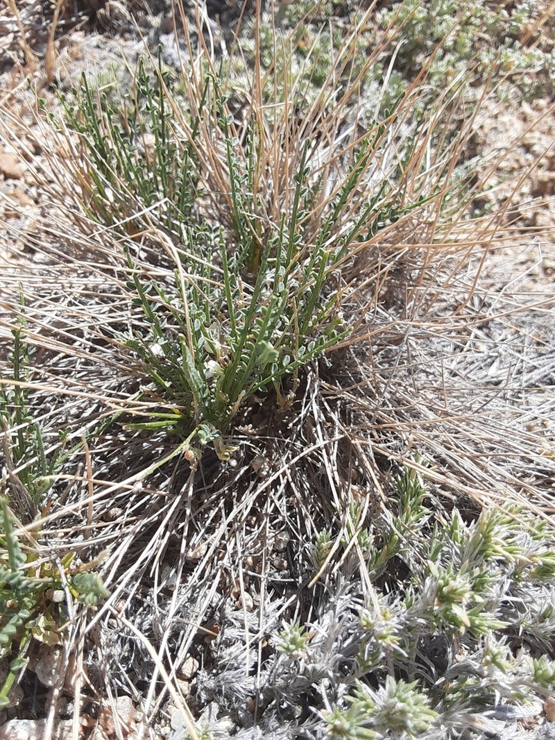 Osgood Mountain Milkvetch photo 6