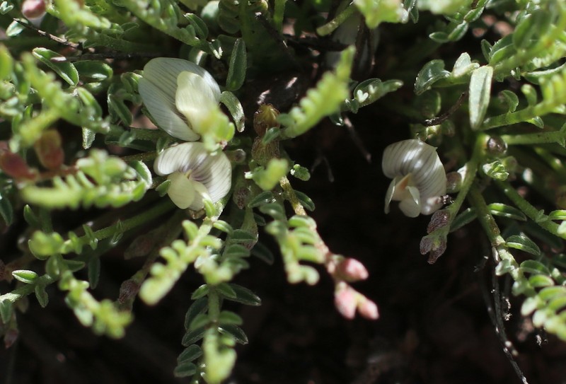 Osgood Mountain Milkvetch photo 8