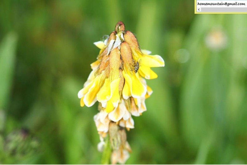 Astragalus yunnanensis