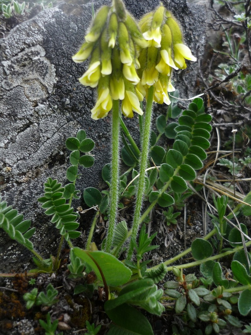 Astragalus yunnanensis photo 2