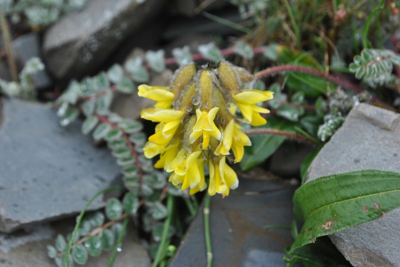 Astragalus yunnanensis photo 3