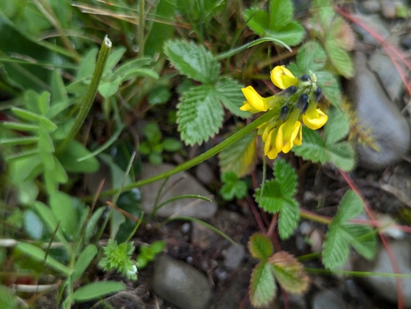 Astragalus yunnanensis photo 4