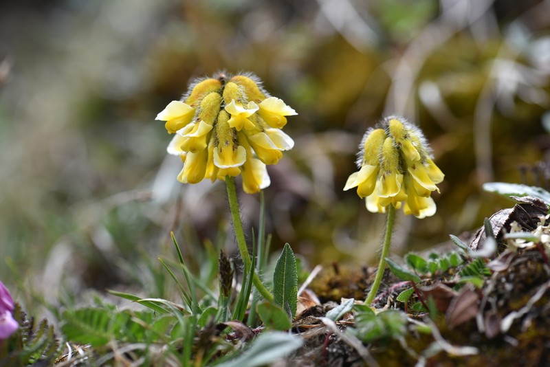Astragalus yunnanensis photo 5