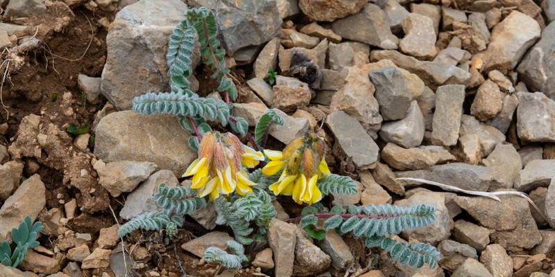 Astragalus yunnanensis photo 6