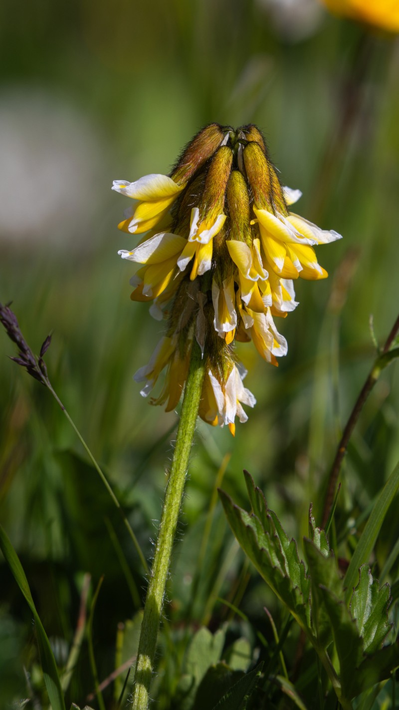 Astragalus yunnanensis photo 8