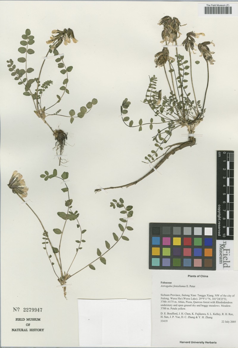 Astragalus yunnanensis subsp. yunnanensis