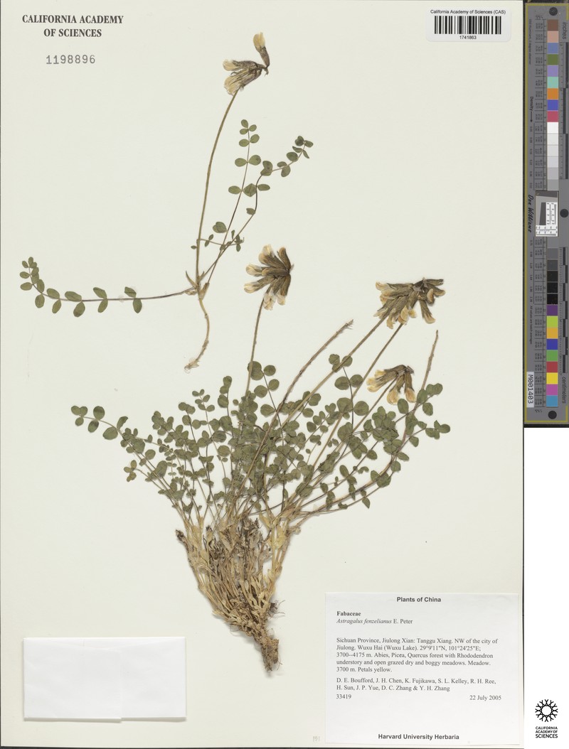 Astragalus yunnanensis subsp. yunnanensis photo 2