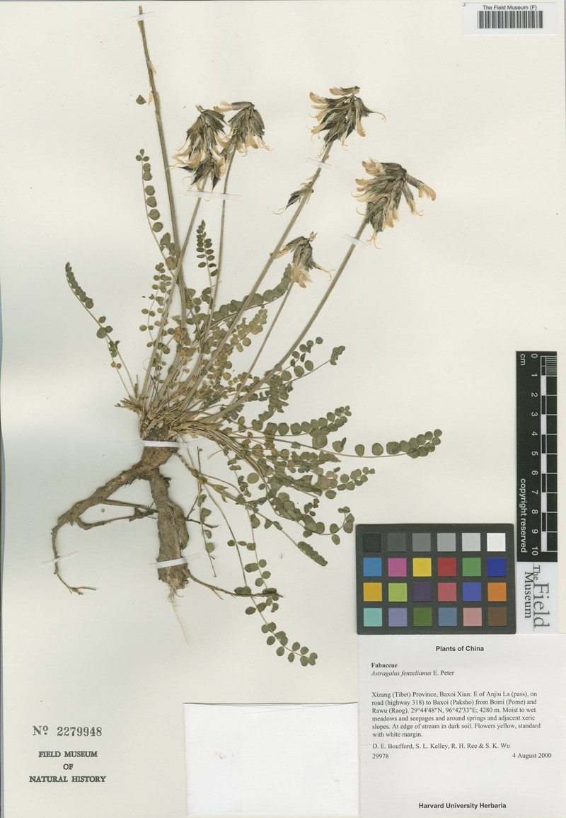 Astragalus yunnanensis subsp. yunnanensis photo 3
