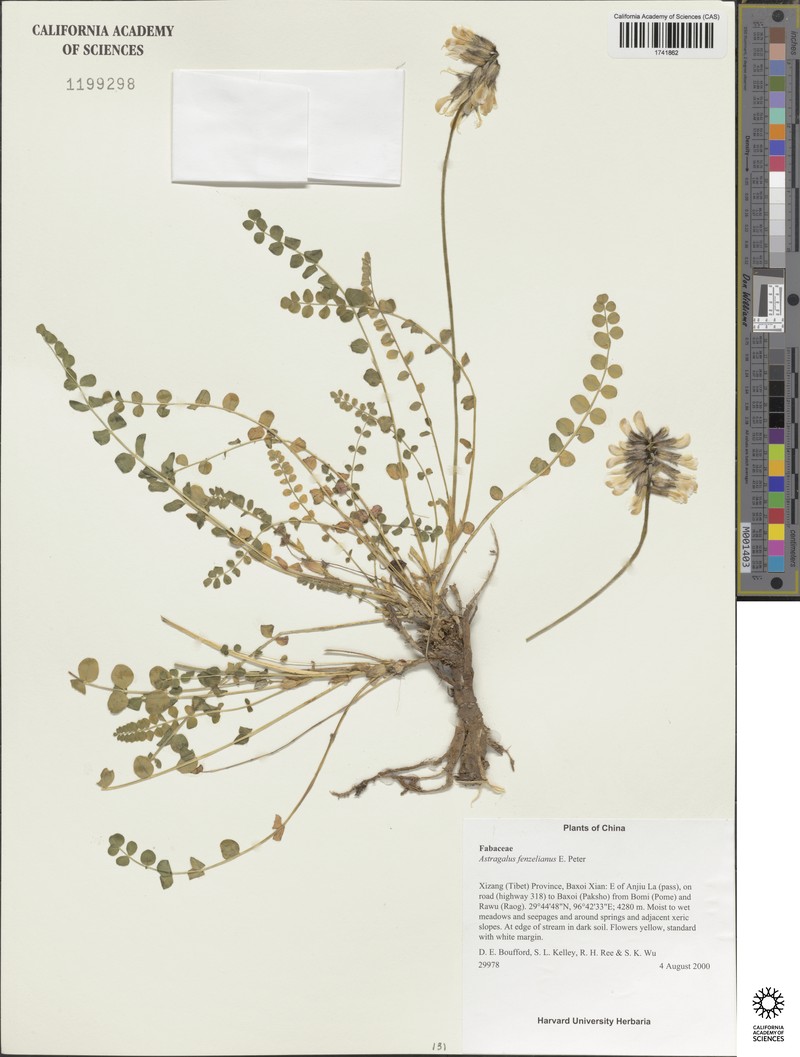 Astragalus yunnanensis subsp. yunnanensis photo 4