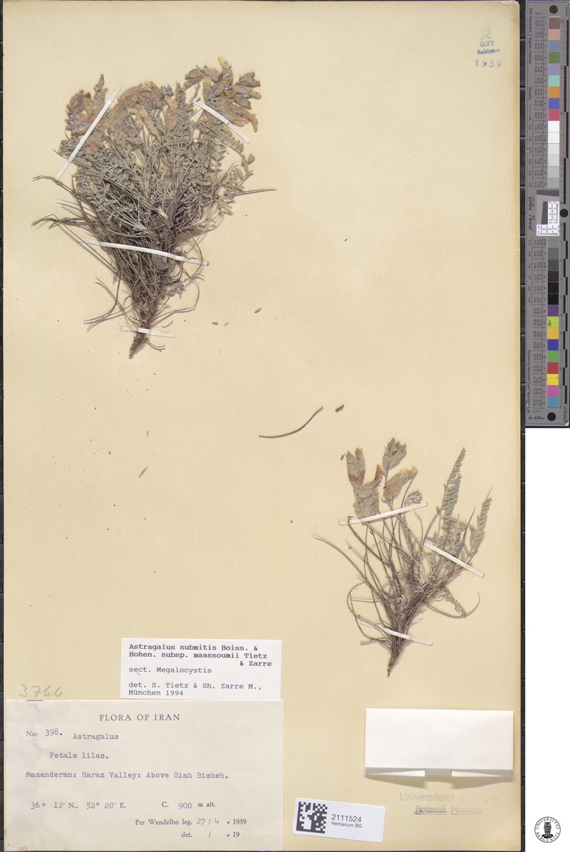 Astragalus yushensis