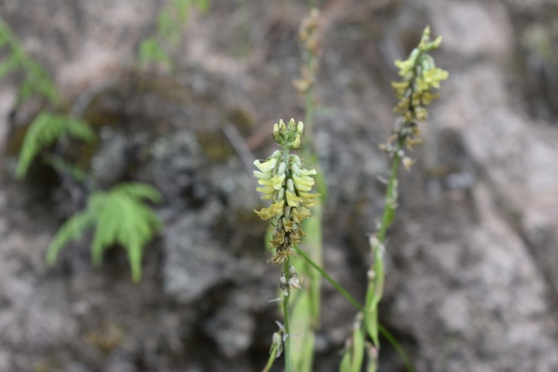 Astragalus zacatecanus