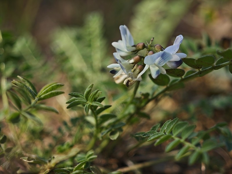 Astragalus zacharensis