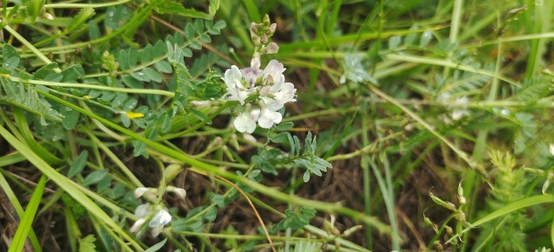 Astragalus zacharensis photo 2