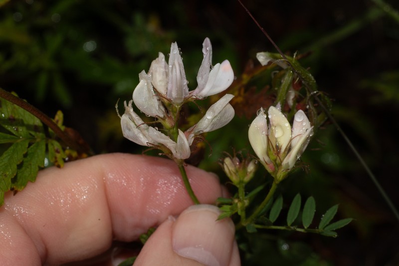 Astragalus zacharensis photo 3
