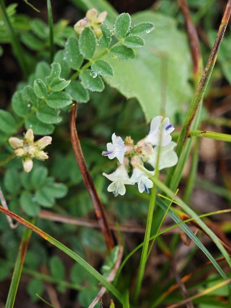 Astragalus zacharensis photo 4