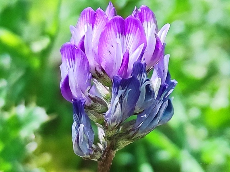 Astragalus zacharensis photo 5