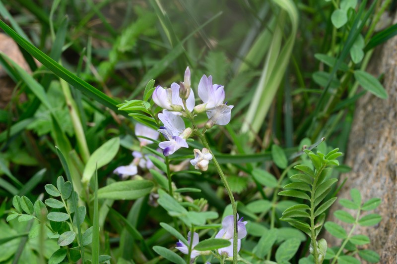Astragalus zacharensis photo 6