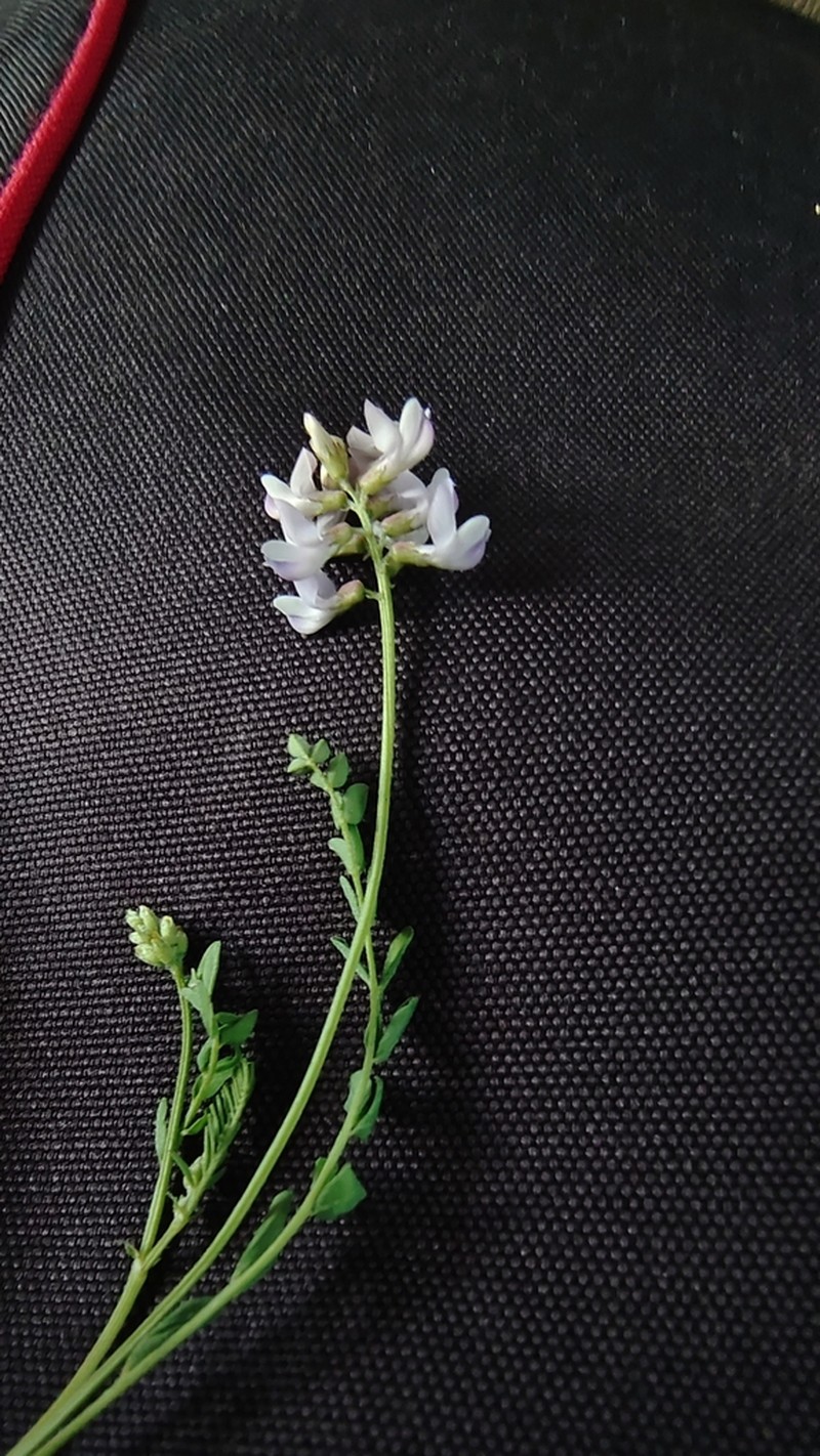 Astragalus zacharensis photo 7