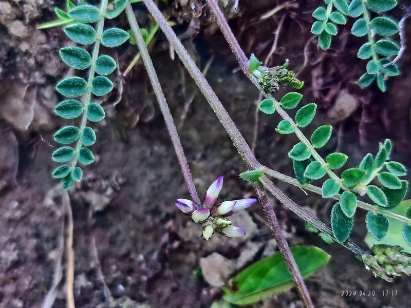 Astragalus zacharensis photo 8