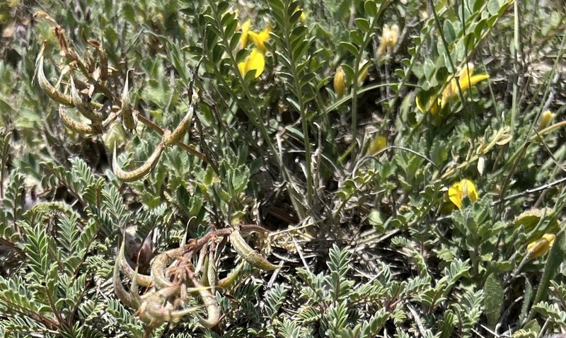 Astragalus zaraensis