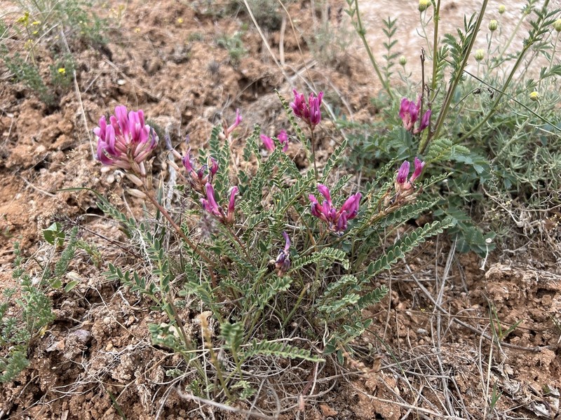Astragalus zaraensis photo 2