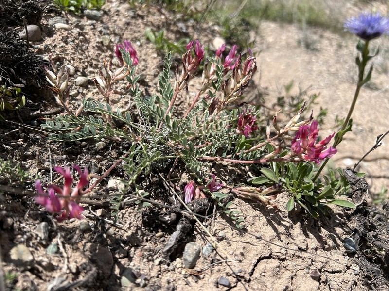 Astragalus zaraensis photo 3