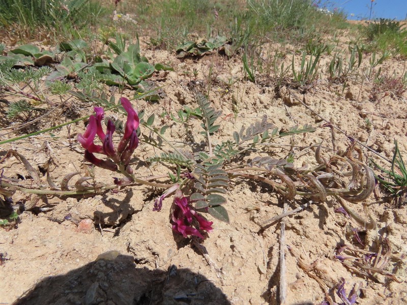 Astragalus zaraensis photo 4
