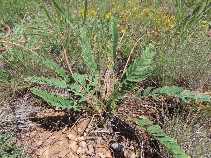 Astragalus zaraensis photo 5