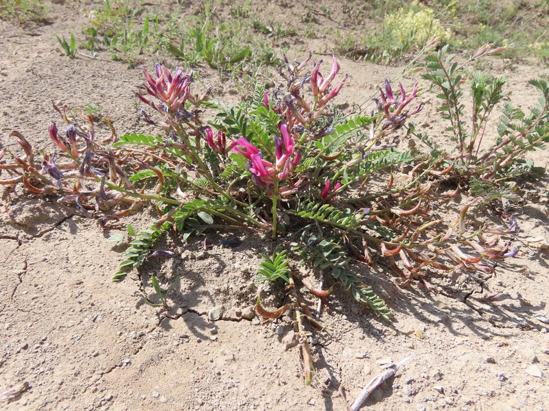 Astragalus zaraensis photo 6