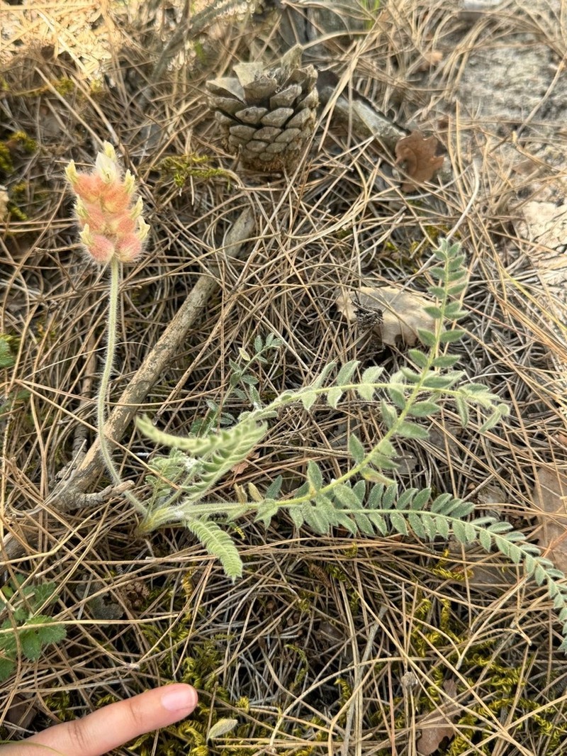 Astragalus zederbaueri