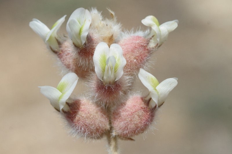 Astragalus zederbaueri photo 2