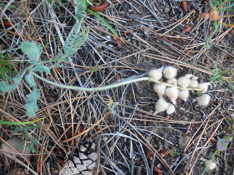 Astragalus zederbaueri photo 3