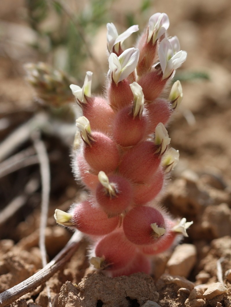 Astragalus zederbaueri photo 4