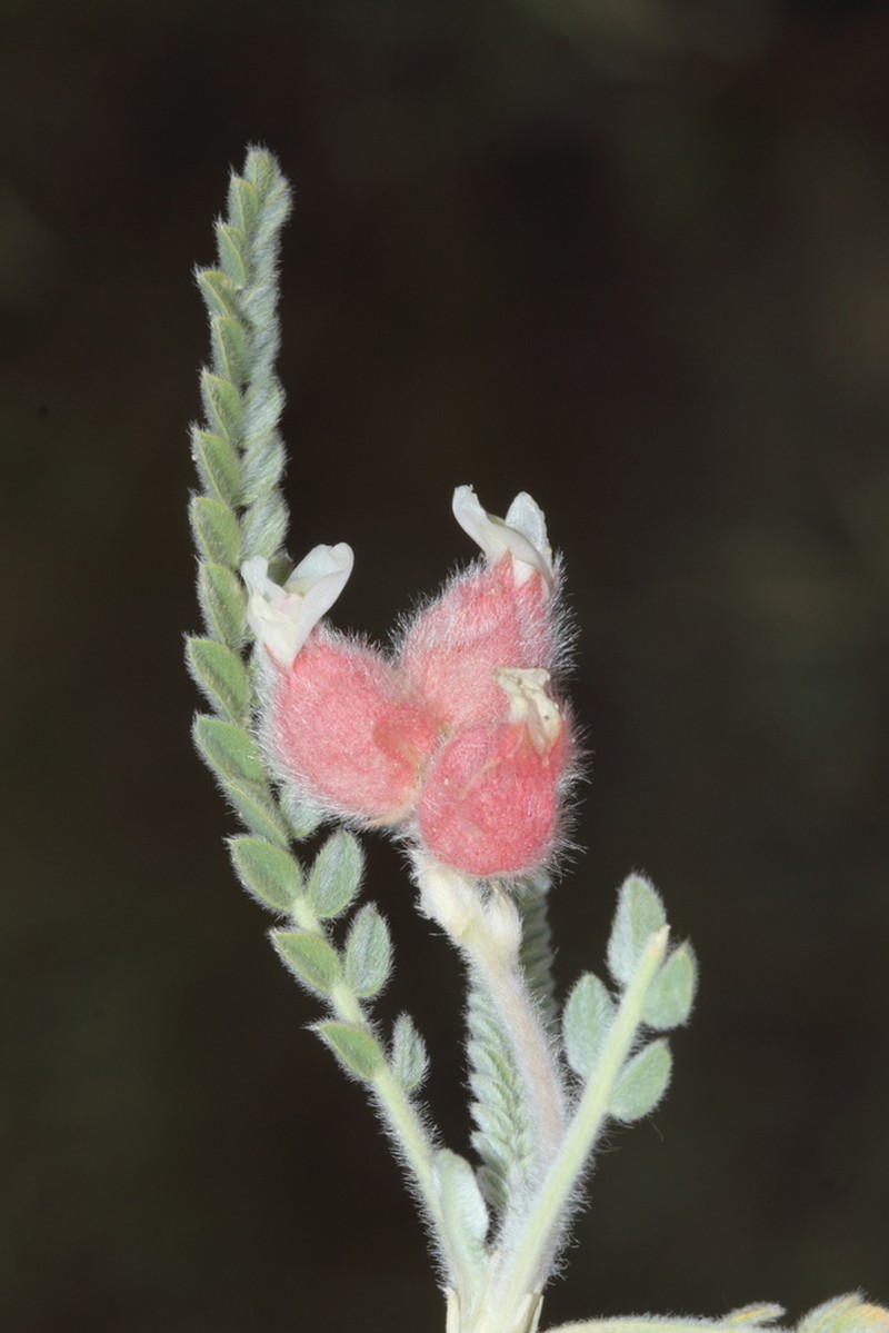 Astragalus zederbaueri photo 5