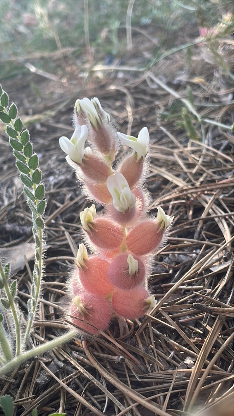 Astragalus zederbaueri photo 6